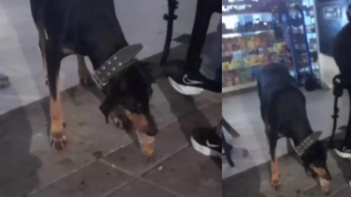 Denuncian a personas que habrían dado cerveza a un perro sediento en Bucaramanga: comunidad pide investigar el caso