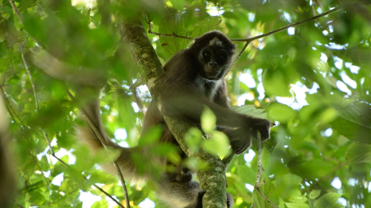 La marimonda del Magdalena está volviendo a los bosques donde había desaparecido: es uno de los primates más amenazados del mundo
