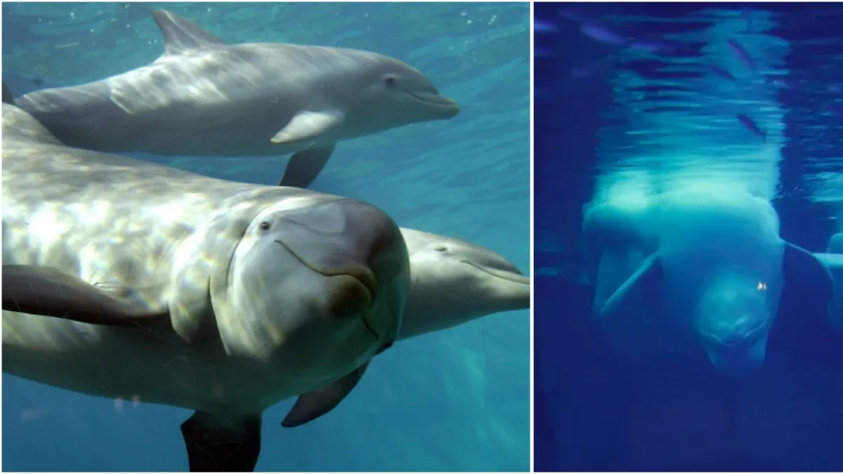 Mueren cuatro belugas y un delfín tras ser trasladados desde Marineland Canadá a centros de cuidado en España y Estados Unidos