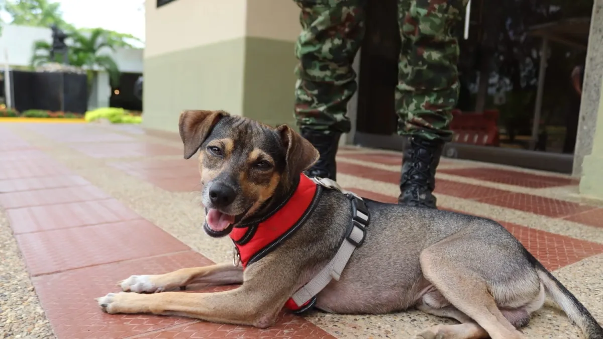 La historia de Aqua, el perro que encontró un hogar en medio de las inundaciones de Córdoba