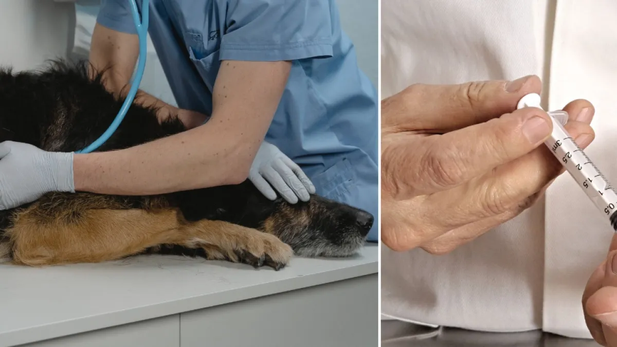 Falso veterinario medicó a un perrito con sustancias para bovinos, realizó una supuesta eutanasia y lo enterró vivo en Flandes, Tolima