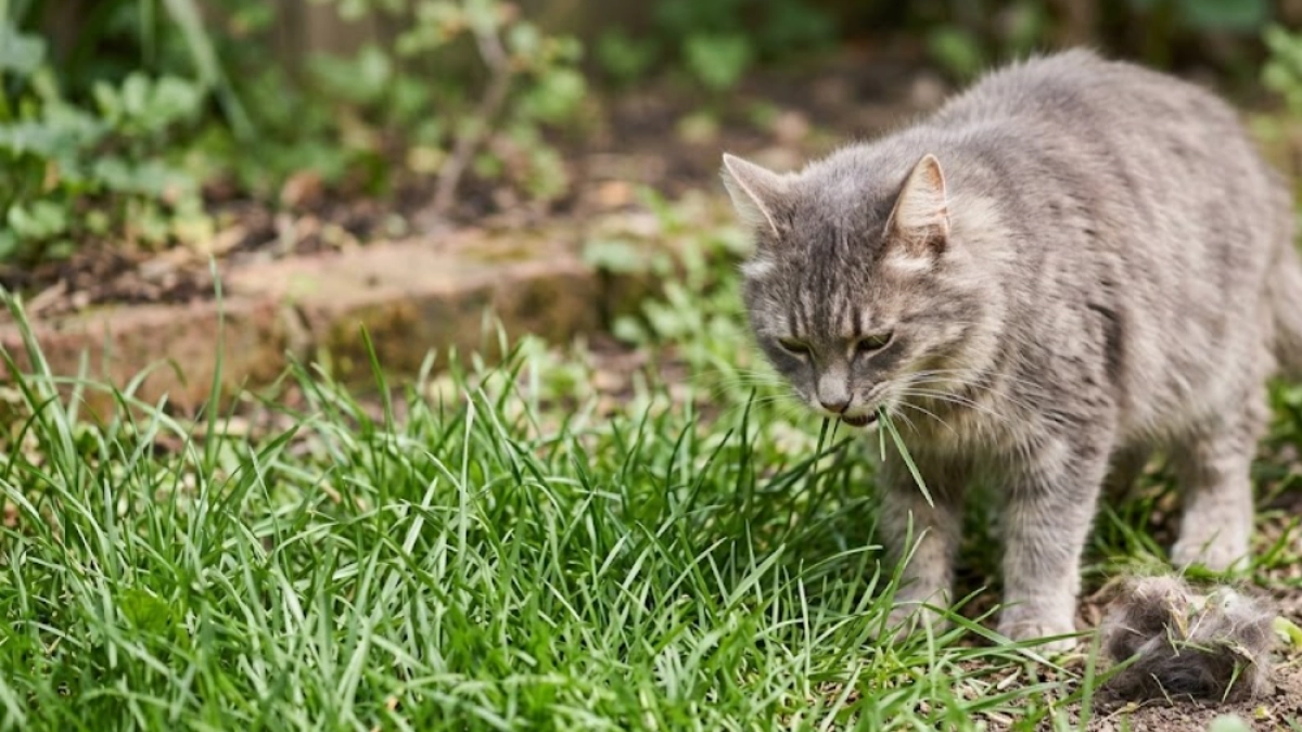¿Por qué los gatos comen hierba? Esta es la explicación evolutiva detrás de este curioso comportamiento