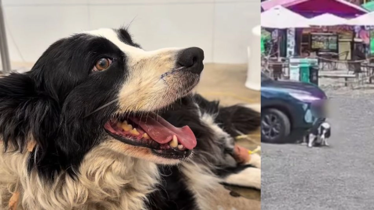 Buscan ayuda para ‘Arya’, la perrita de ‘La casa al revés’, tras ser atropellada