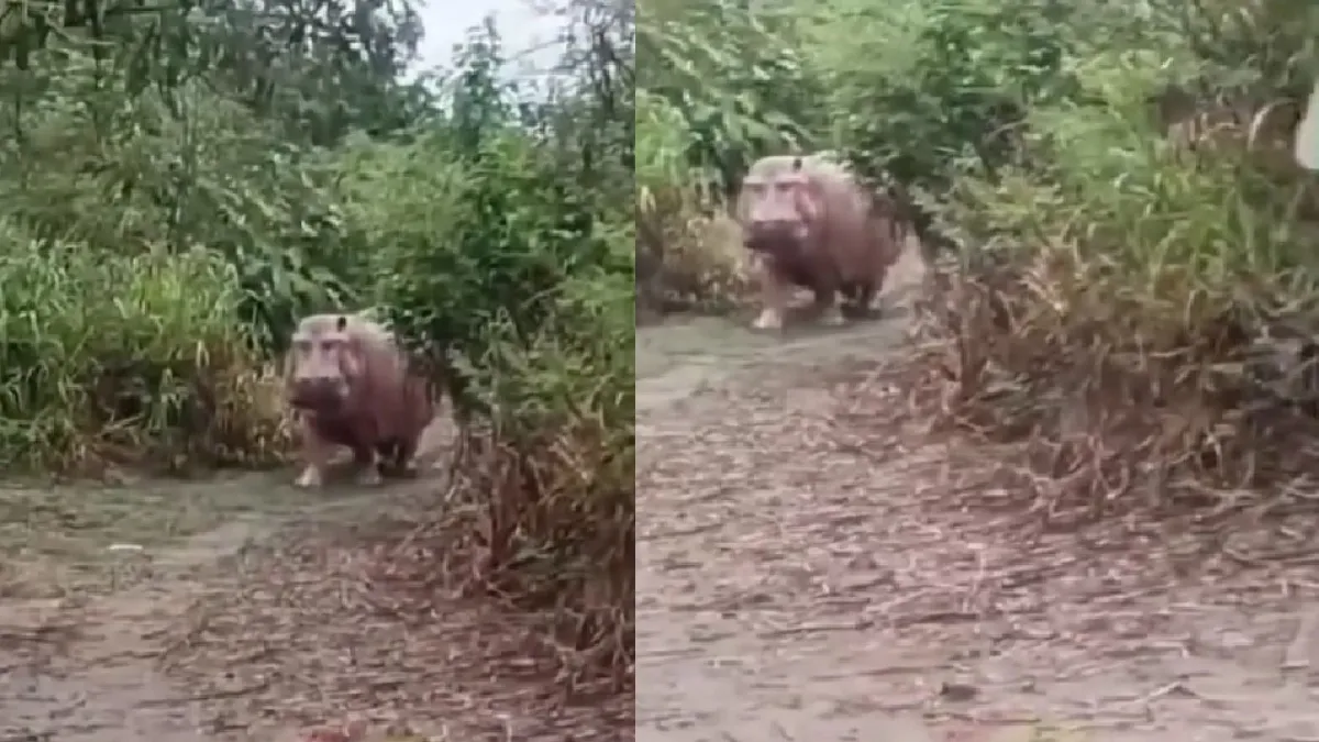 Impresionante video muestra cómo campesino se encuentra de frente con un hipopótamo en Puerto Boyacá: así fue la reacción del ejemplar