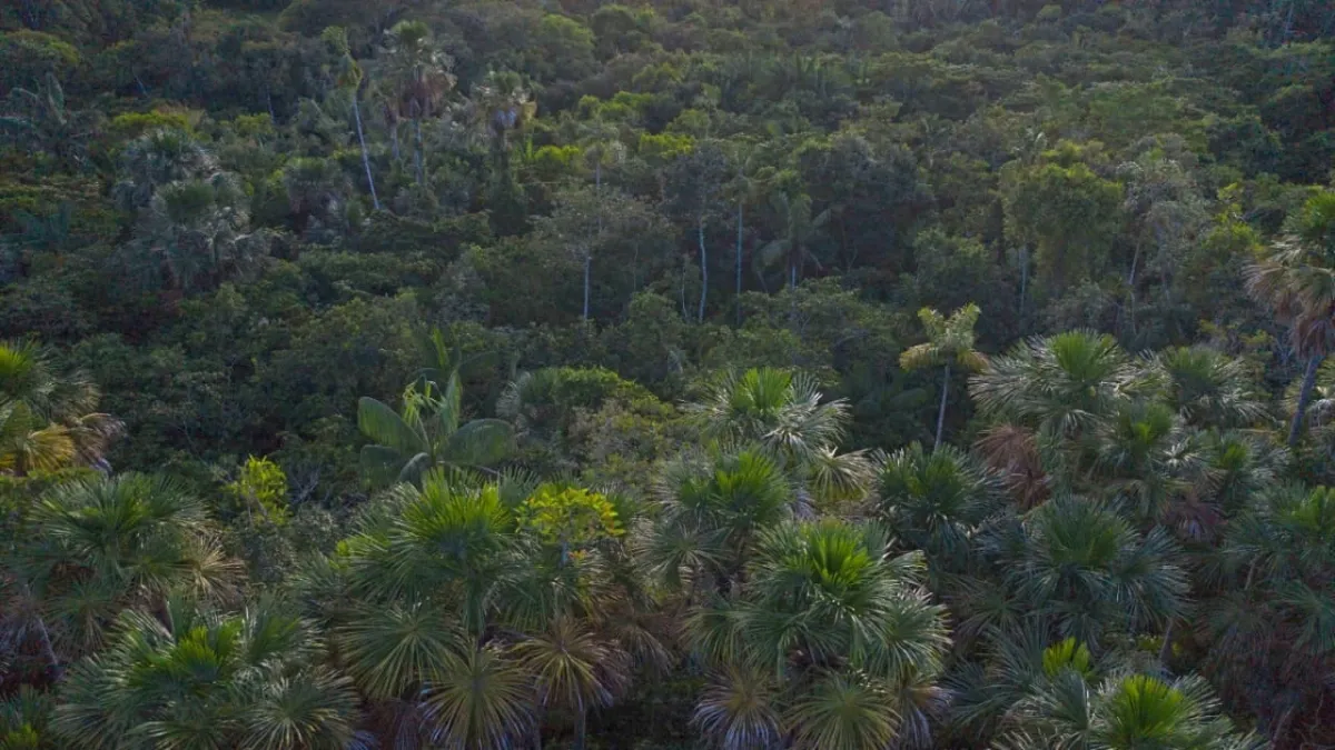Ocensa salda su deuda ambiental por uso de agua en el oleoducto Cusiana – Coveñas: son 205 hectáreas conservadas en el Meta