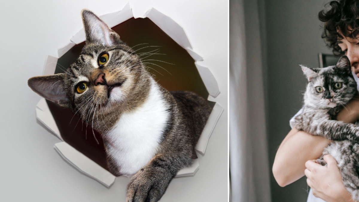Los gatos son interesados: solo ayudan a los humanos cuando reciben beneficios, según estudio que los comparó con perros
