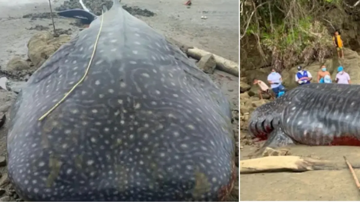 Tiburón ballena murió tras encallar en una playa del Chocó: es el pez más grande del mundo