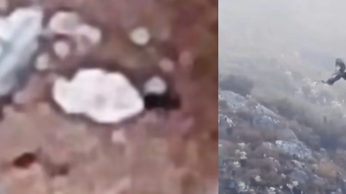 Lulú, la joven cóndor andina que ya alzó vuelo y se integró al grupo de estas aves en el páramo del Almorzadero