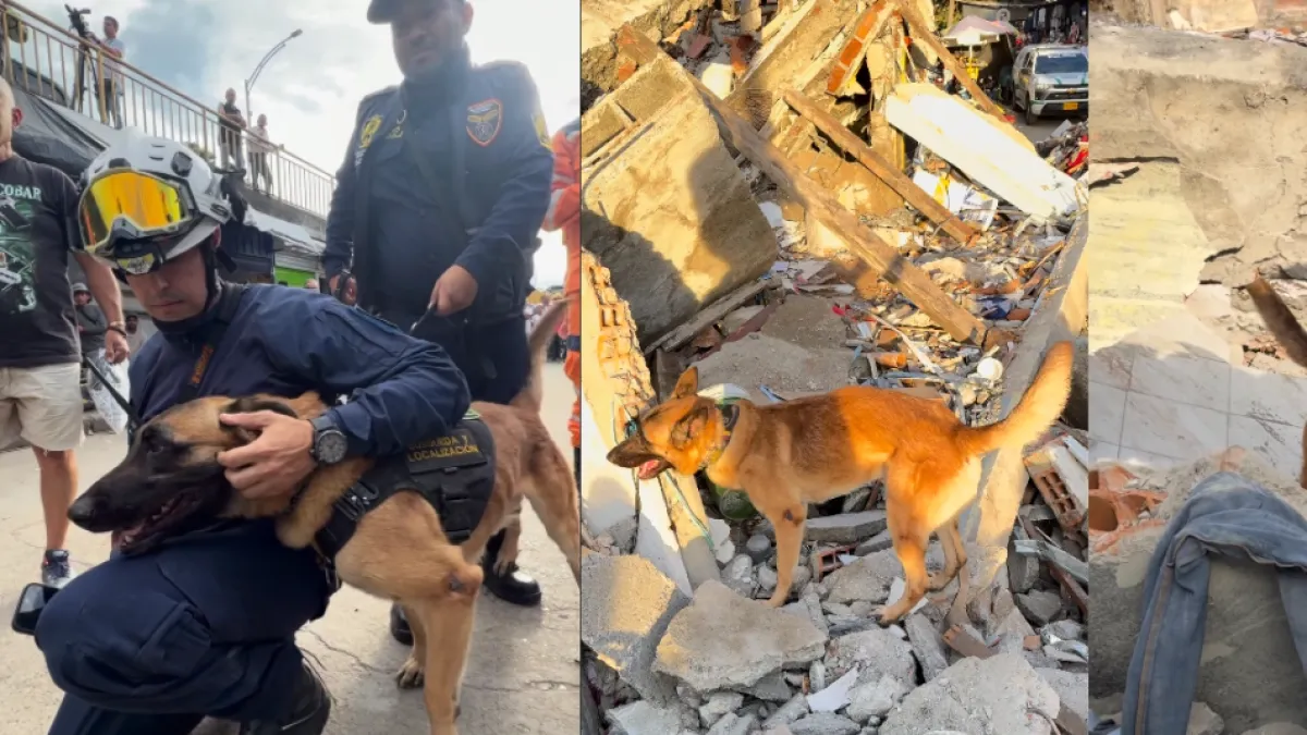 Video: así fue como un heroico perro ayudó a rescatar a una mujer atrapada entre los escombros de vivienda afectada por el terremoto de 7,4 en Pereira