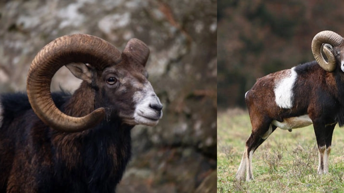 La insólita historia de las ‘cabras’ que llegaron a Tenerife para ser cazadas y ahora amenazan su ecosistema