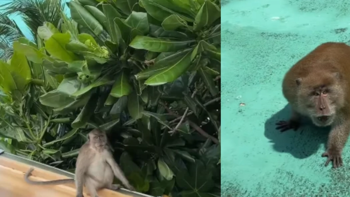 Video: un hombre se enfrentó a varios monos pese a tener una mano rota y afirmó que le ‘querían robar el celular’