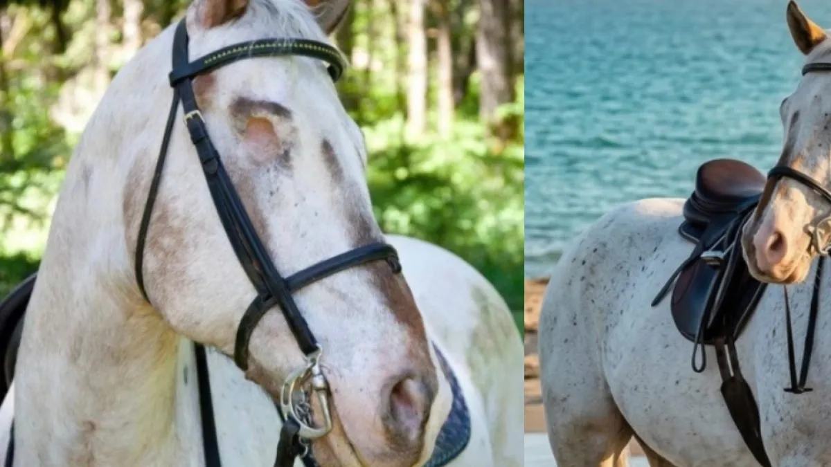 Endo, el caballo que perdió ambos ojos por graves problemas de salud y conquistó al mundo al romper 3 récords Guinness