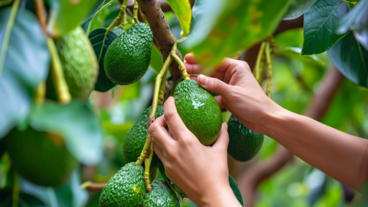 Colombia supera las 39.000 hectáreas de aguacate Hass: ahora apuesta por mayor productividad en los cultivos
