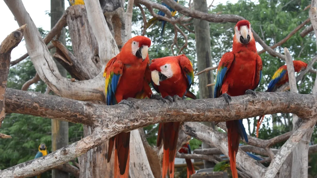 Más de 2.000 aves, 200 especies y una década de conservación: celebración especial del Aviario Nacional por sus 10 años este domingo en Barú