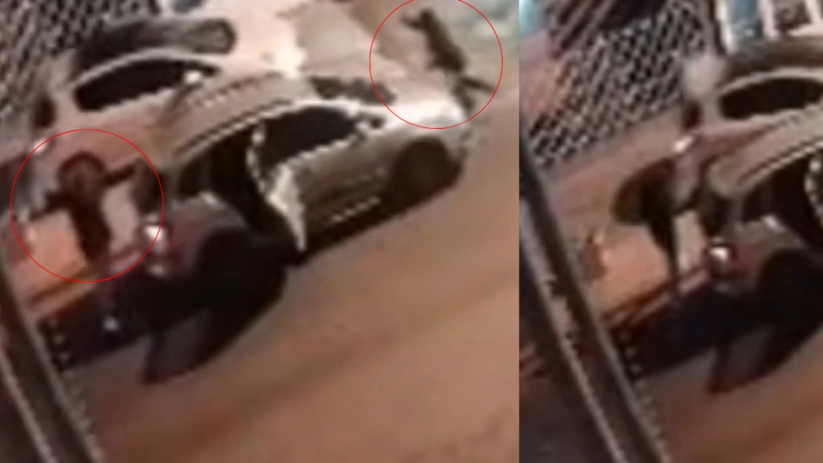 Video: ladrón iba a hurtar a un conductor en Argentina, pero murió tras ser atropellado