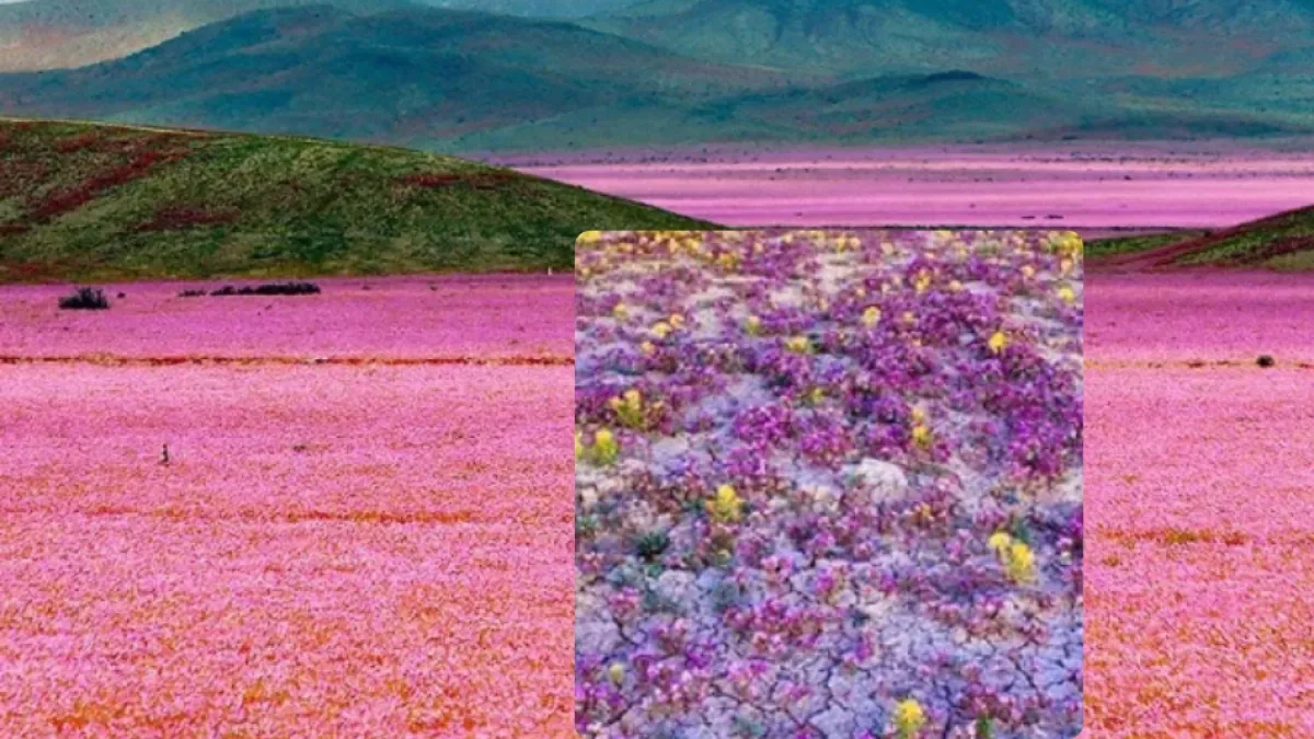 El desierto de Atacama, en Chile, se convirtió en un campo de flores durante el Fenómeno del Niño: ‘El florecimiento más intenso desde 1997’