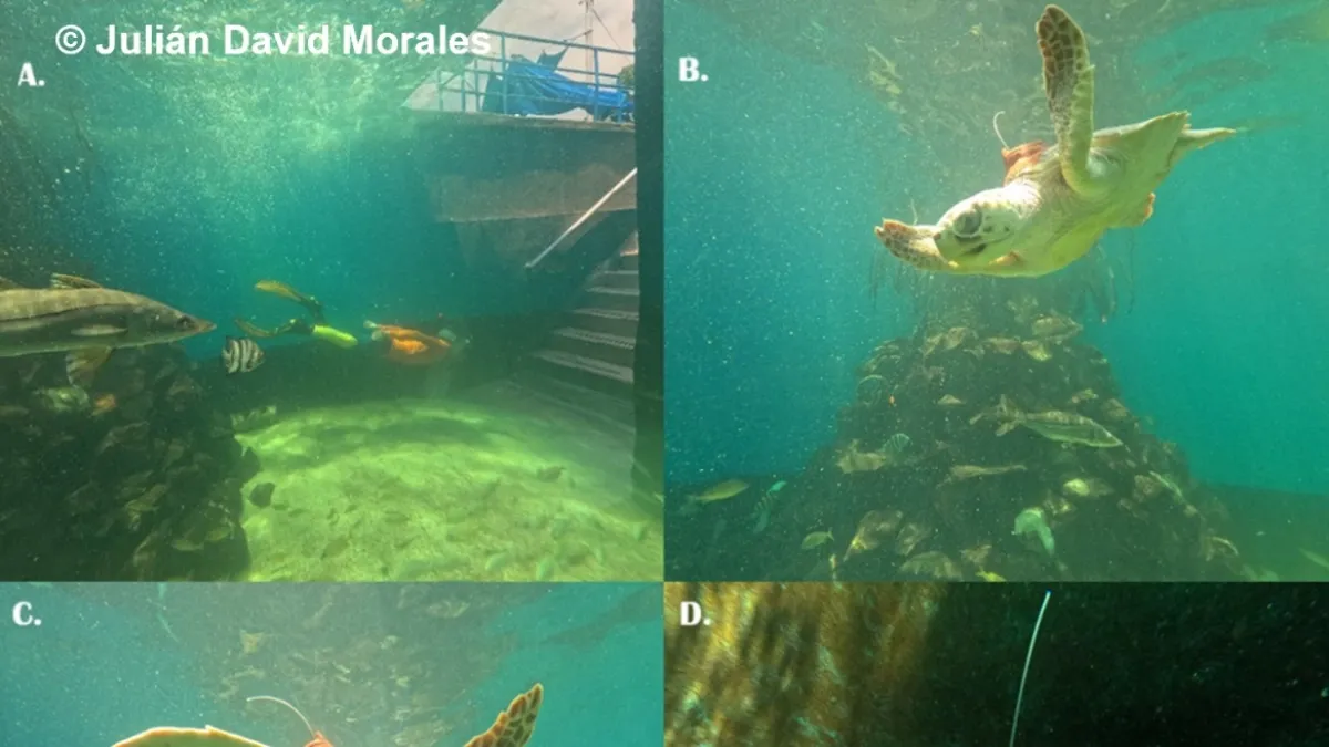 Tortugas marinas desafían corrientes del Caribe: un seguimiento satelital realizado por la Universidad Jorge Tadeo Lozano reveló sus rutas y amenazas