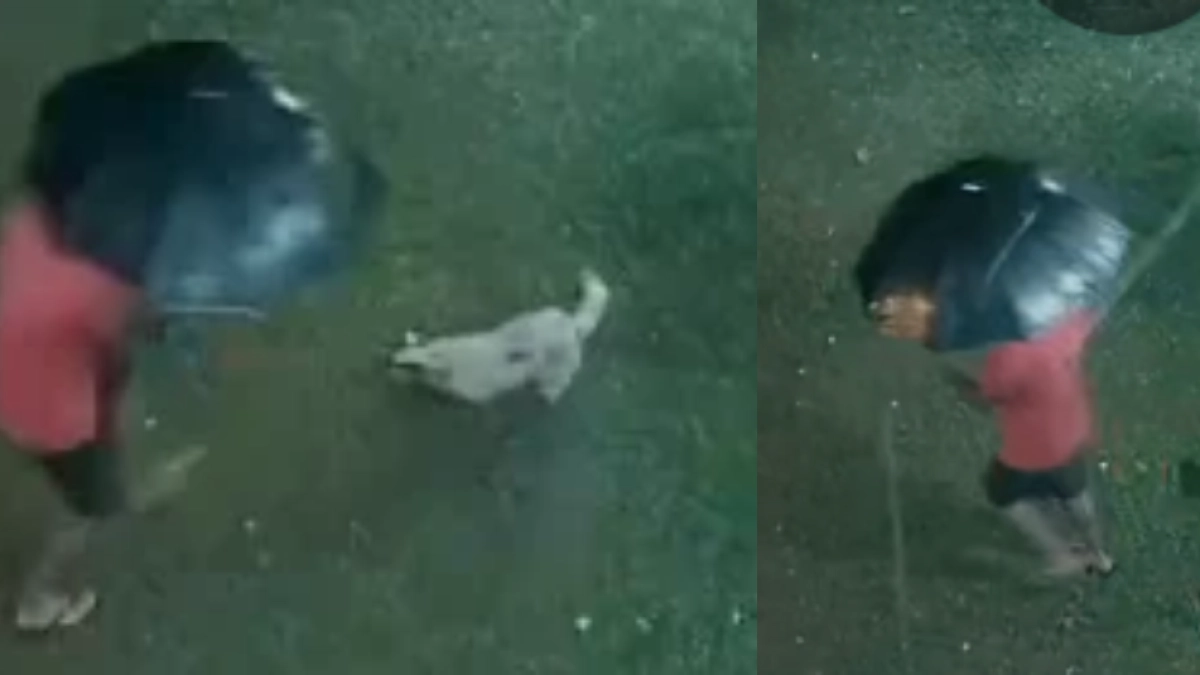 Enorme piedra de granizo golpeó fuertemente a un perrito en la cabeza y lo dejó aturdido mientras perseguía a su dueño
