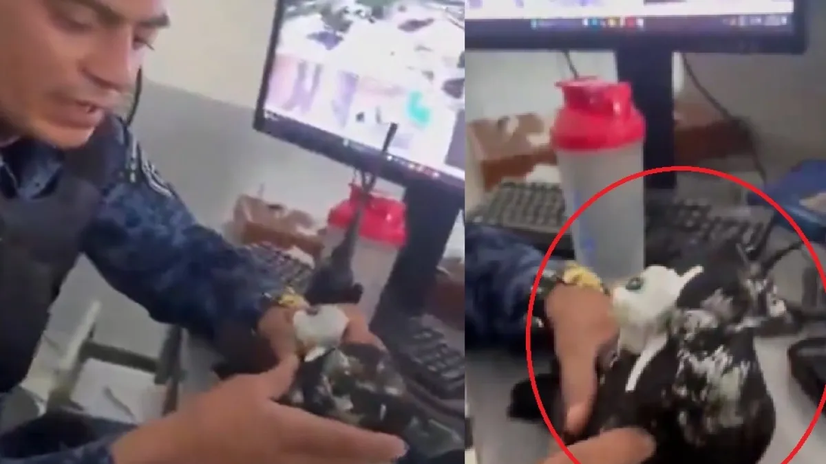 ‘Capturan’ a paloma que transportaba elementos en sus alas para llevarlos a una cárcel de Colombia: el dilema del Inpec para que les den herramientas