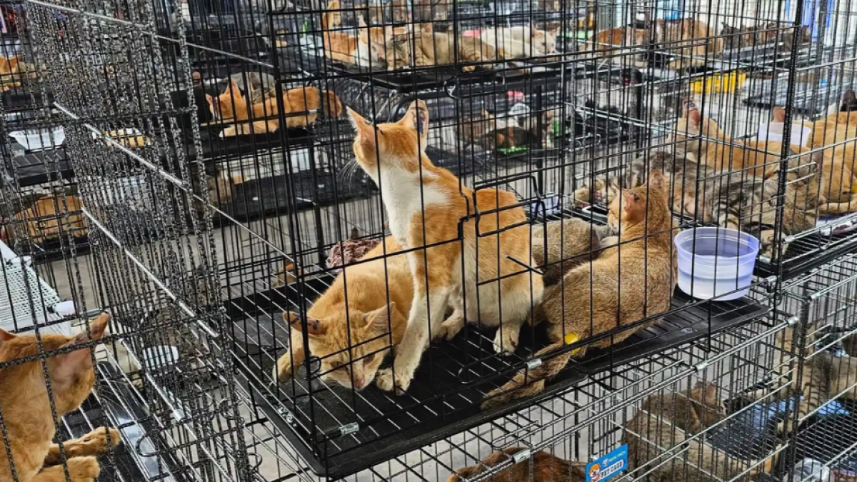 Red de ‘cazagatos’ recorría las calles de Vietnam en moto y habría robado 2.700 para venderlos por su carne