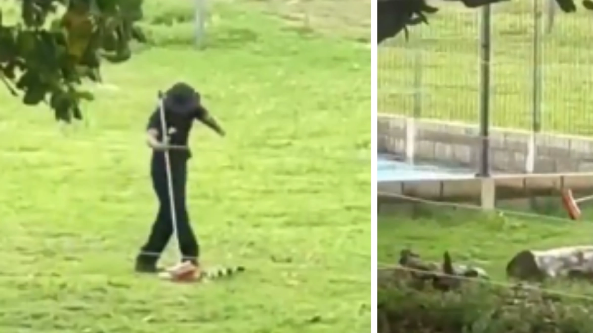 Video| Denuncia de maltrato animal a una iguana en el campus de la Fundación Universitaria San Martín, en el Atlántico: ‘Se retirará al trabajador’