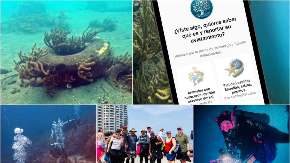El proyecto que está multiplicando los ojos que protegen la vida marina de Colombia: con una foto es posible ayudar a conservar decenas de especies