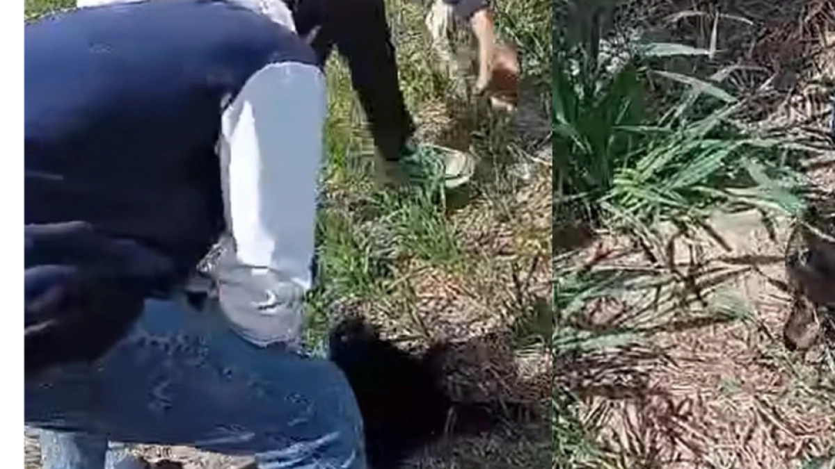 Indignación por tres adolescentes que mataron a un gato y grabaron el cruel acto: denuncia fue presentada ante la Fiscalía