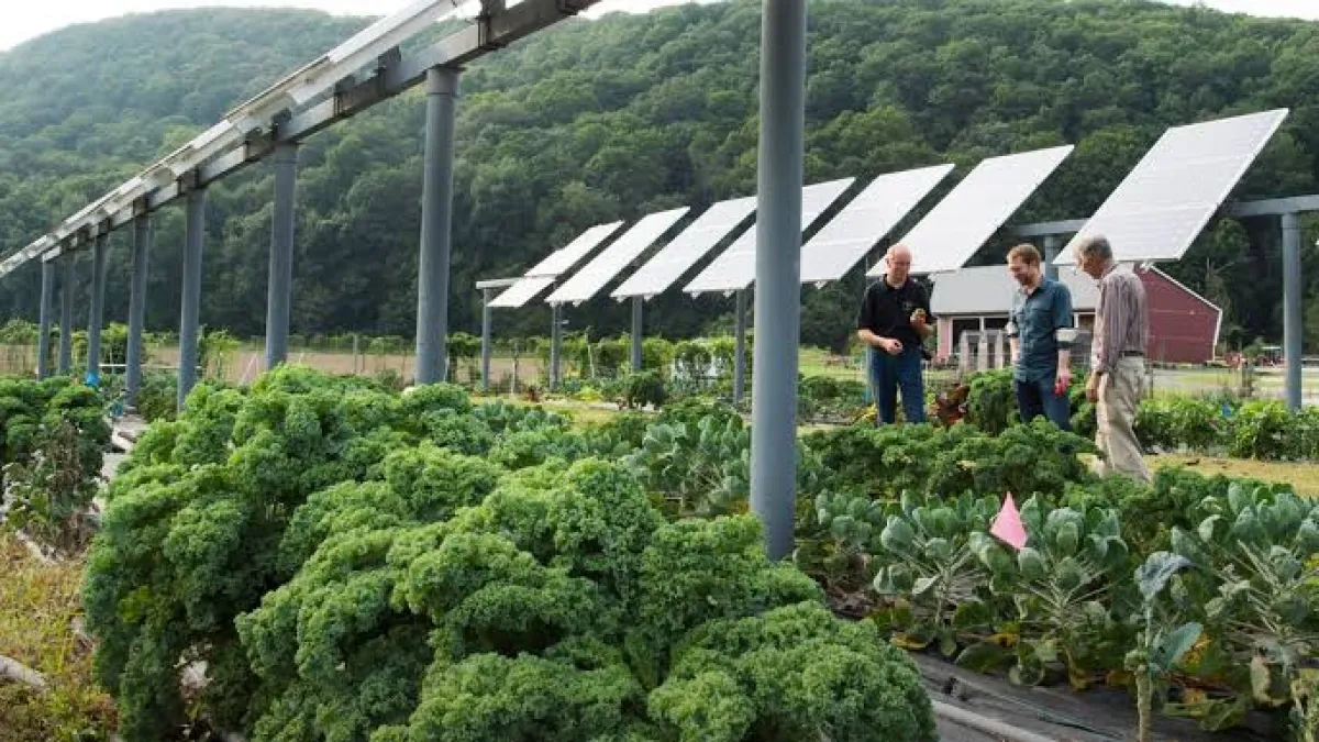 ¿Se puede cultivar bajo paneles solares? Un agricultor de Massachusetts instaló 832 a tres metros de altura y dice que ‘ha funcionado muy bien’