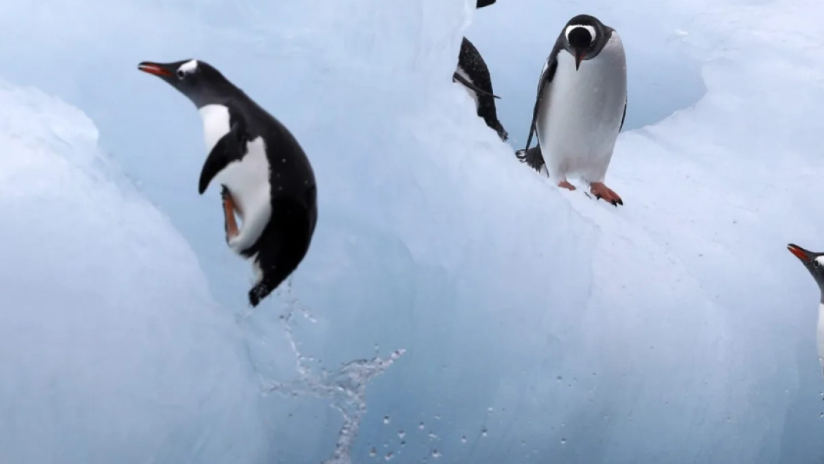 La mayor colonia de pingüinos del mundo perdió el 63 % de sus nidos ocupados: científicos explican qué está pasando
