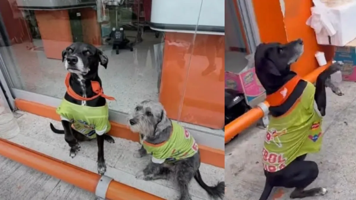 Dos perritos que llegaban a un Ara en Neiva, Huila, fueron adoptados y ahora 'trabajan' en el establecimiento