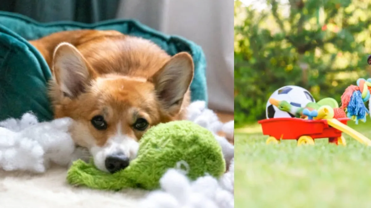¿Por qué su perro elige romper unos peluches y otros no? Estas son las razones detrás de su comportamiento