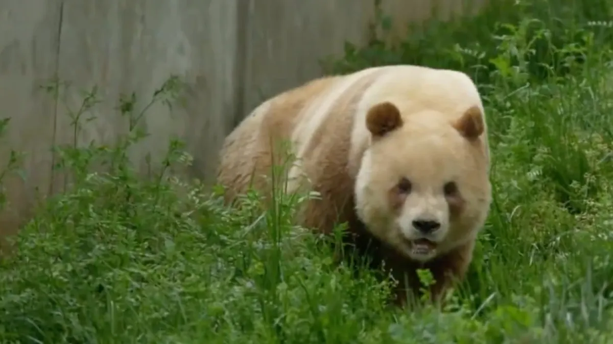 Él es Qi Zai, el único oso panda marrón y blanco del mundo; sorprende con su peculiar llamado