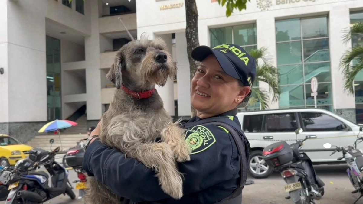 Los perros que encontraron una familia en los CAI de Bucaramanga: una historia de lealtad y segundas oportunidades