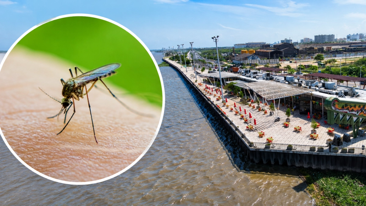 Por qué hay tantos mosquitos en Barranquilla: la mayoría son Culex, que no transmite dengue, y se multiplican con las lluvias y el calor de octubre