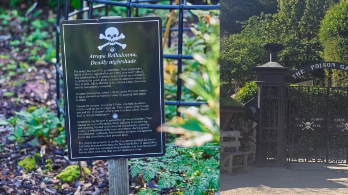 Así es el jardín más peligroso del mundo: alberga más de 100 plantas venenosas