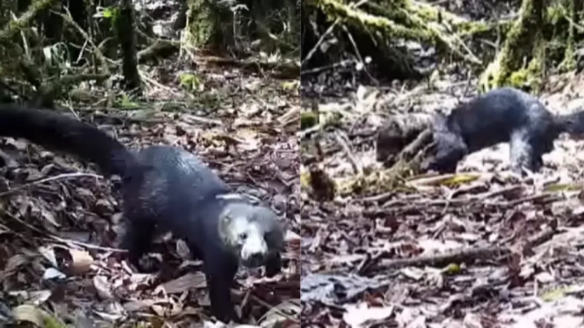 Cámara trampa captó a una tayra en Antioquia: qué es este mamífero silvestre y por qué puede acercarse a las fincas