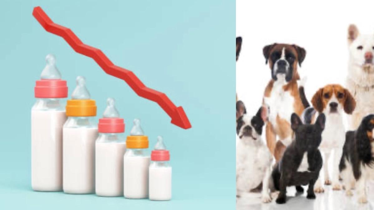 El lugar donde los perros duplican a los niños y propone un aporte para financiar servicios infantiles