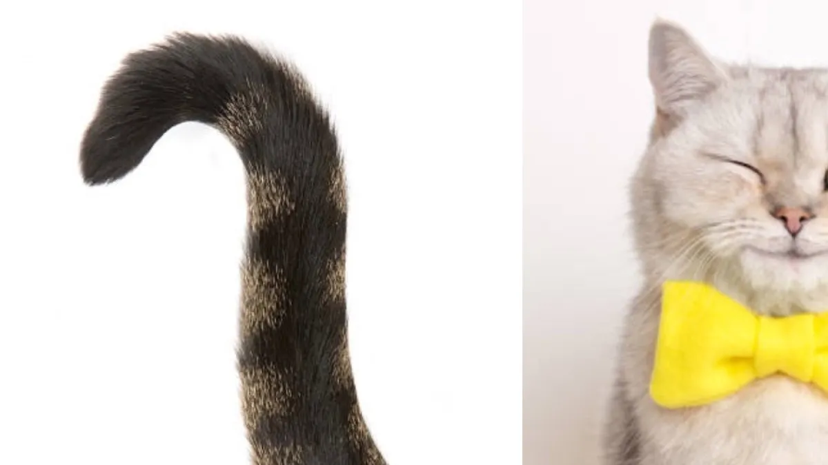 ¿Qué significa que su gato se le acerque con la cola en signo de pregunta? Esta es la señal que debe observar antes de acariciarlo