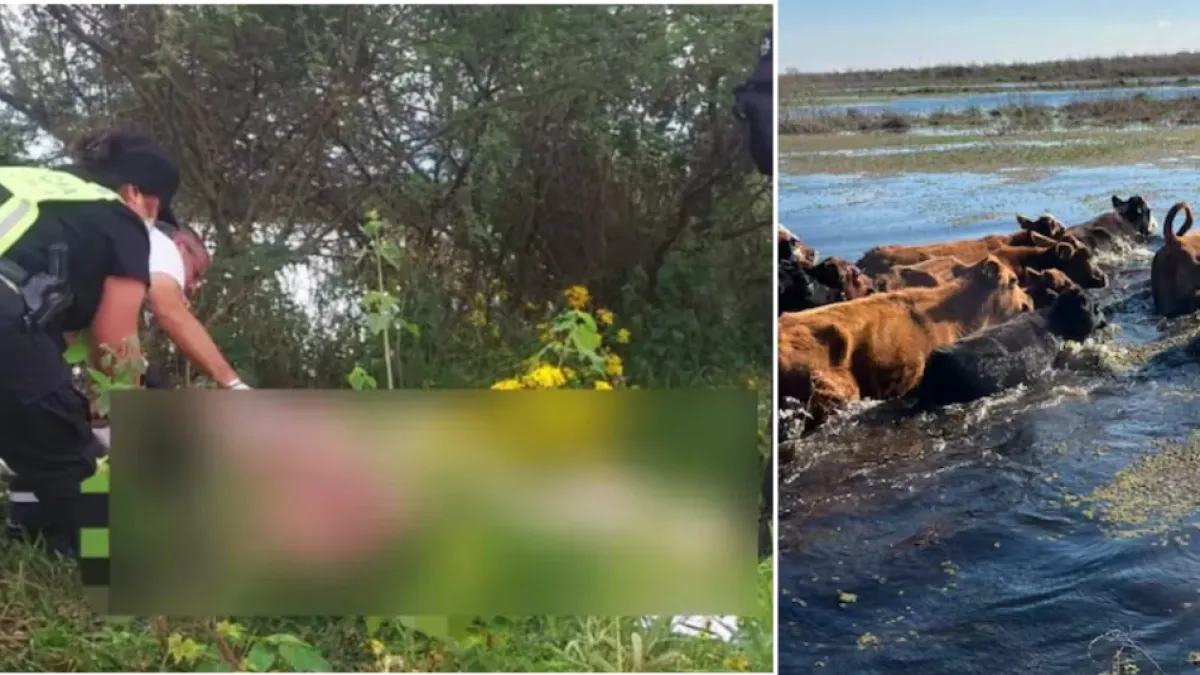 Trabajador de 70 años murió ahogado cuando intentaba rescatar un grupo de vacas de una zona inundada en Argentina