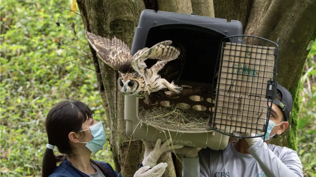 Liberan 57 animales silvestres en la Universidad de Medellín tras ser rescatados en el Valle de Aburrá: así regresaron a la naturaleza