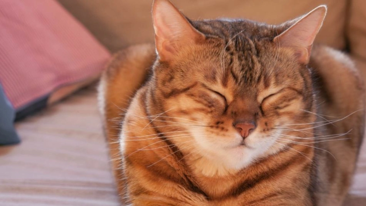Veterinarios explican qué significa el beso de los gatos y cómo responder a esta muestra de confianza felina