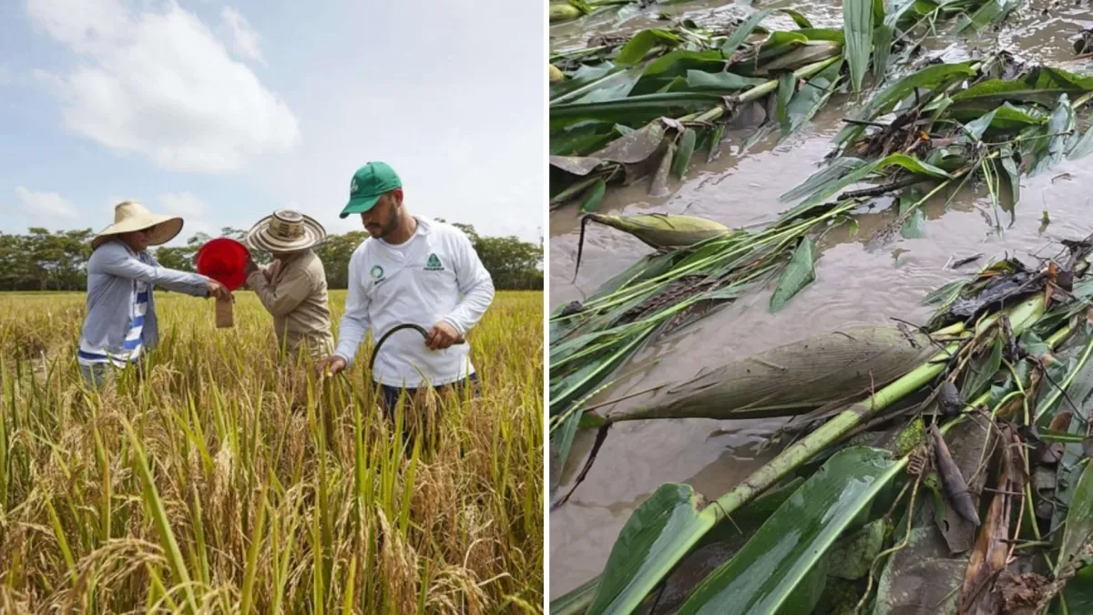 Arroceros del Llano afectados por las inundaciones y los bajos precios del grano le insisten al Gobierno Nacional en busca de ayuda
