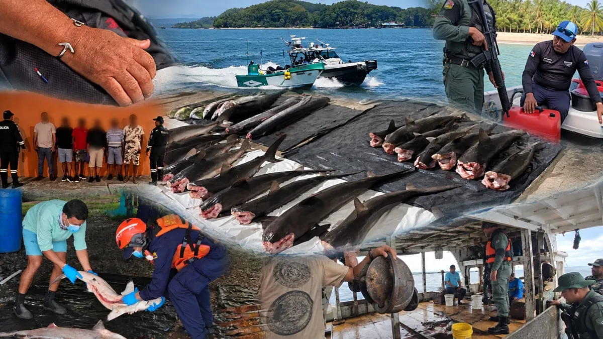 Parques de papel: en el Pacífico, las áreas protegidas de Colombia, Ecuador y Panamá no logran frenar la pesca ilegal ni proteger la biodiversidad