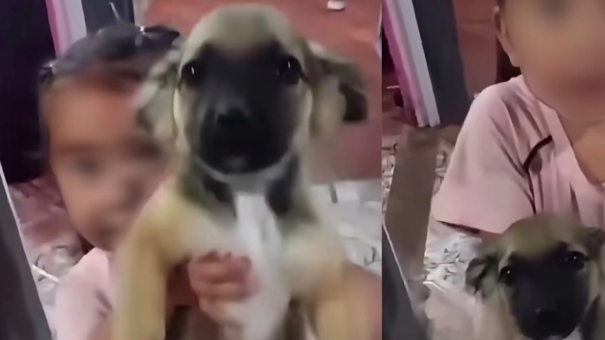 Niña se llevó el perro de su vecina tras presenciar presunto maltrato: ‘Le pegan con el guante’