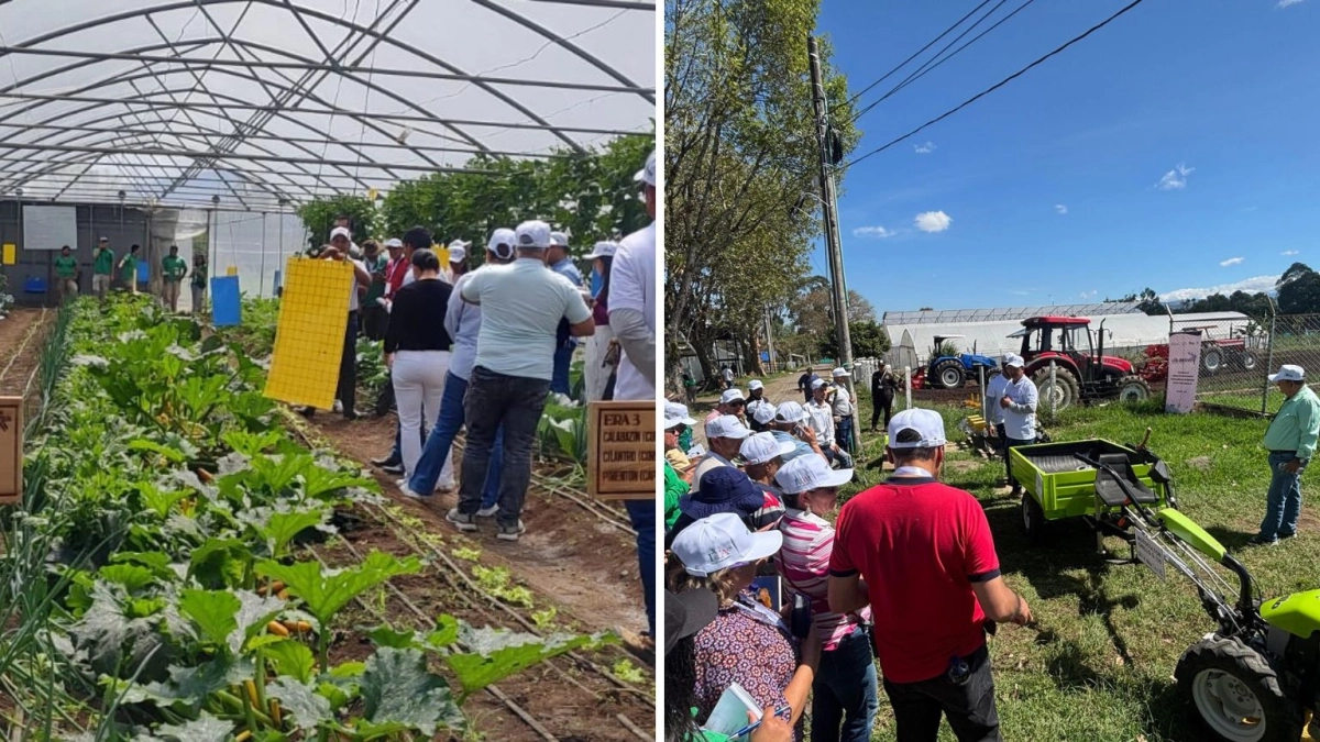 Esta es la alianza con Italia para impulsar la agricultura del país: el café, la piña y el aguacate del Cauca son claves para los mercados europeos