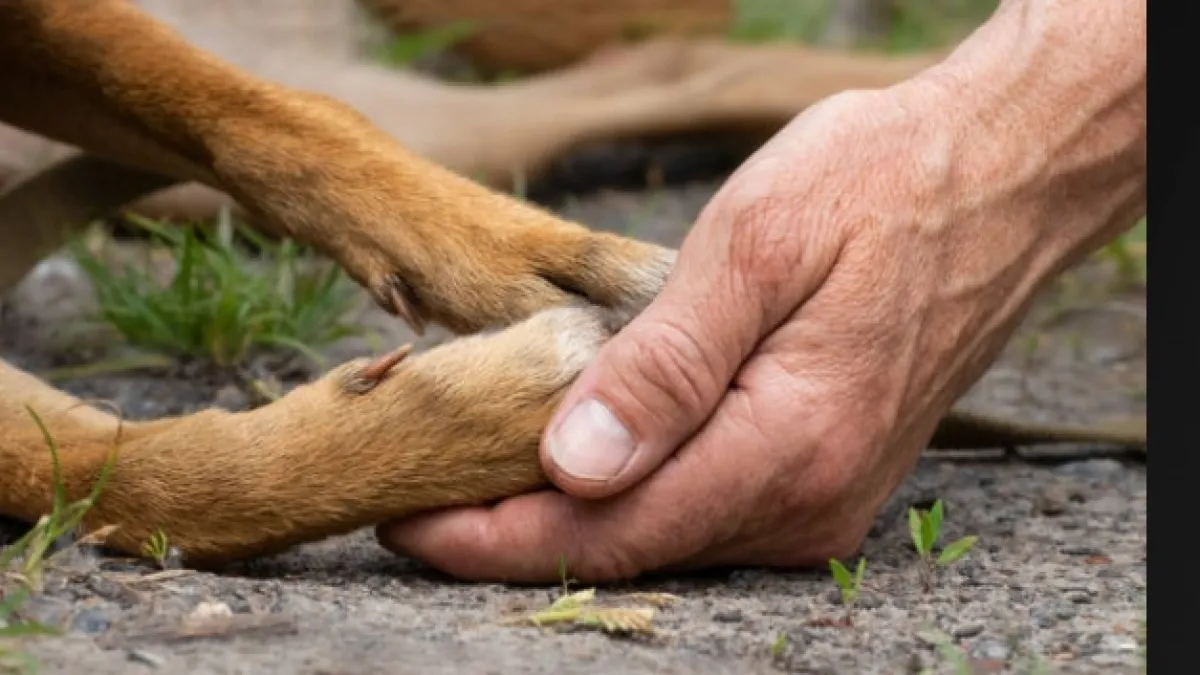 Ofrecen $5 millones de recompensa por información sobre la muerte de Toby, el perro hallado sin cabeza en Santander