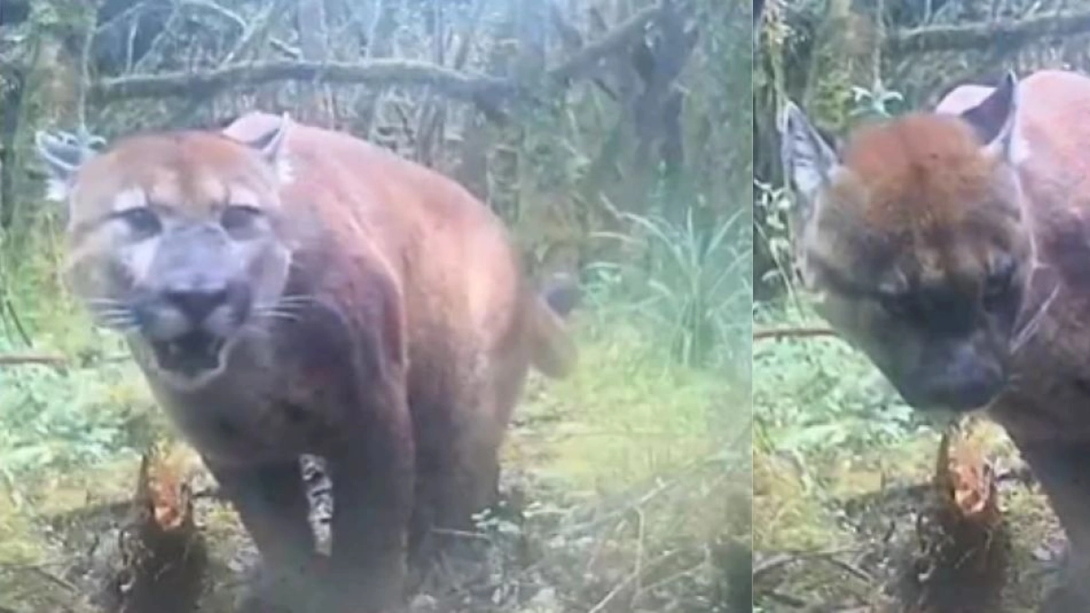 Video | Captan con cámara trampa a un Puma concolor en una reserva natural del Tolima: la especie está casi amenazada
