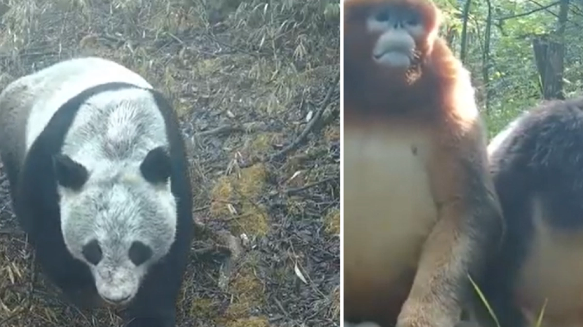 Cámaras infrarrojas captan pandas gigantes y monos dorados en un parque natural de China