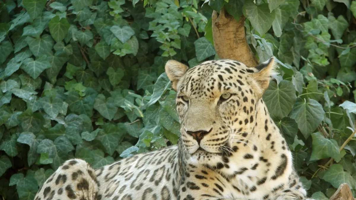 Pantera persa ataca a cuidadora en un safari de Países Bajos; su estado es preocupante