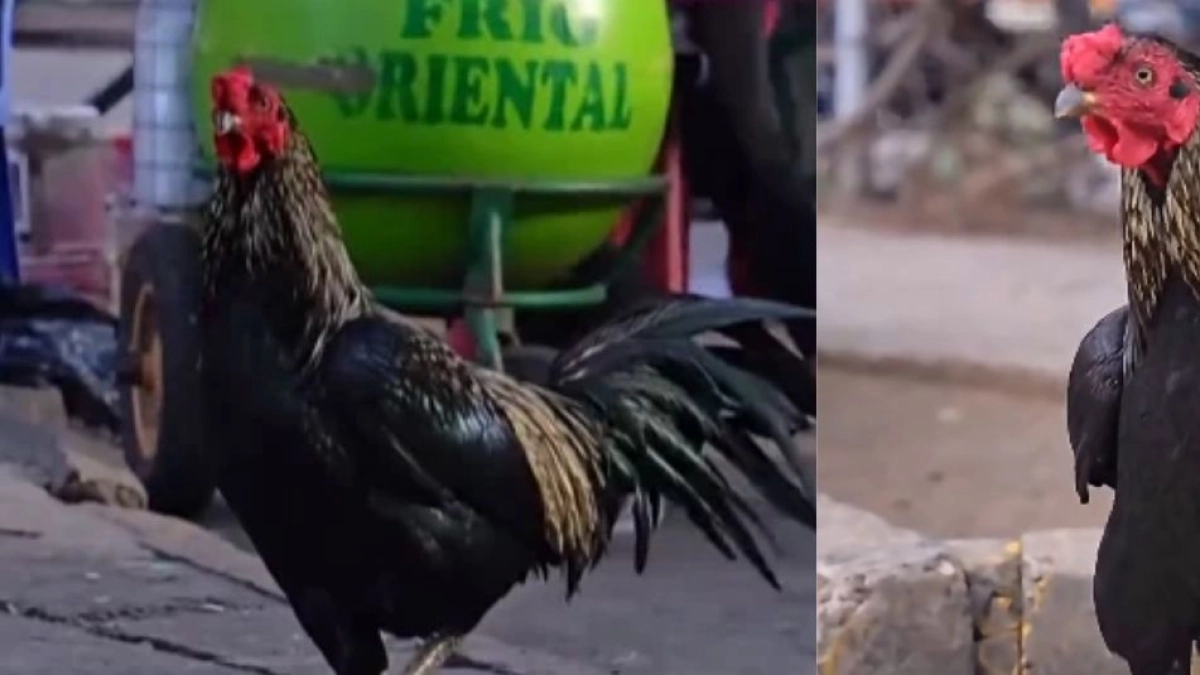 Martín, el gallo que lleva ocho años esperando a su dueña, quien falleció en un hospital oncológico de Bolivia